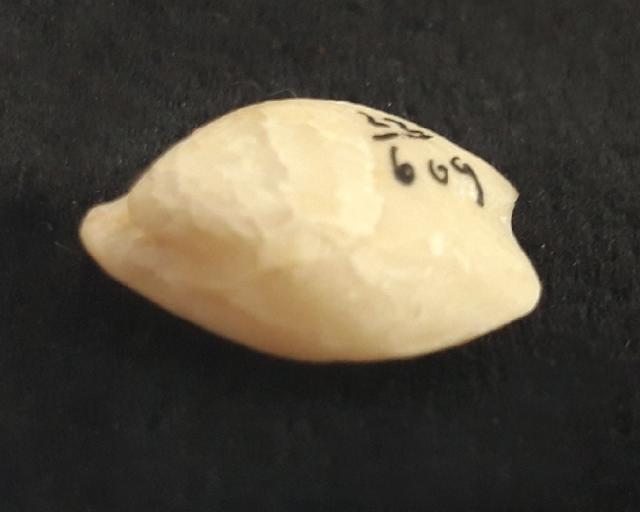 Zeilleria moisseievi DAGYS 1963 - Bild &copy; FossNet FossilienStore